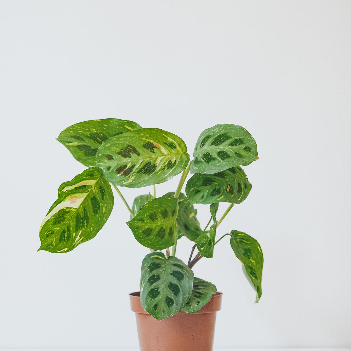 Maranta Leuconeura Variegata | Köp Växter Online