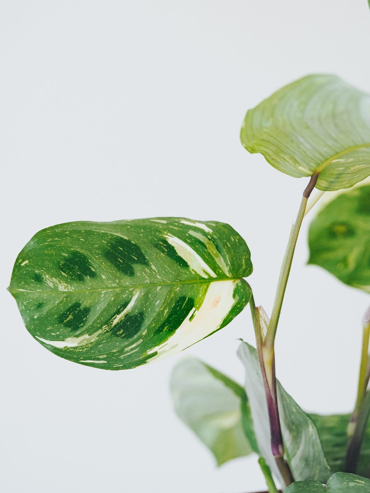 Maranta Leuconeura Variegata - Plantredo