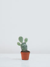 Micro Kaktus Opuntia - Plantredo