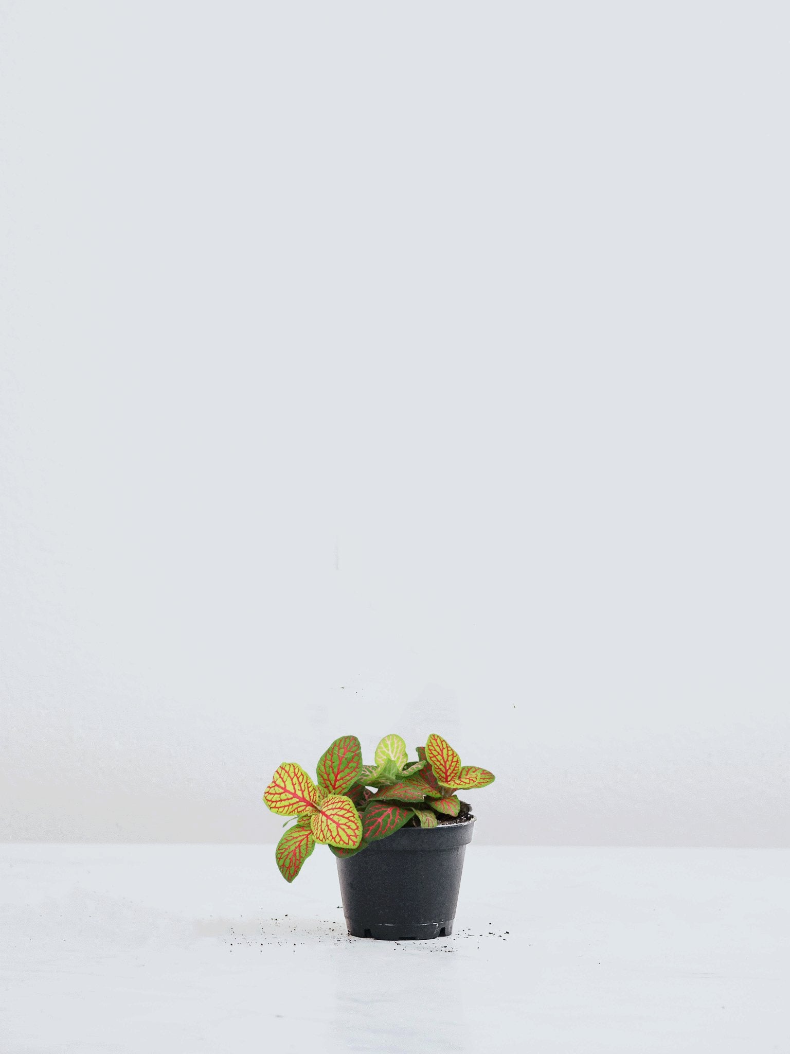 Mini Åderblad - Plantredo