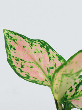 Mini Aglaonema Pink - Plantredo