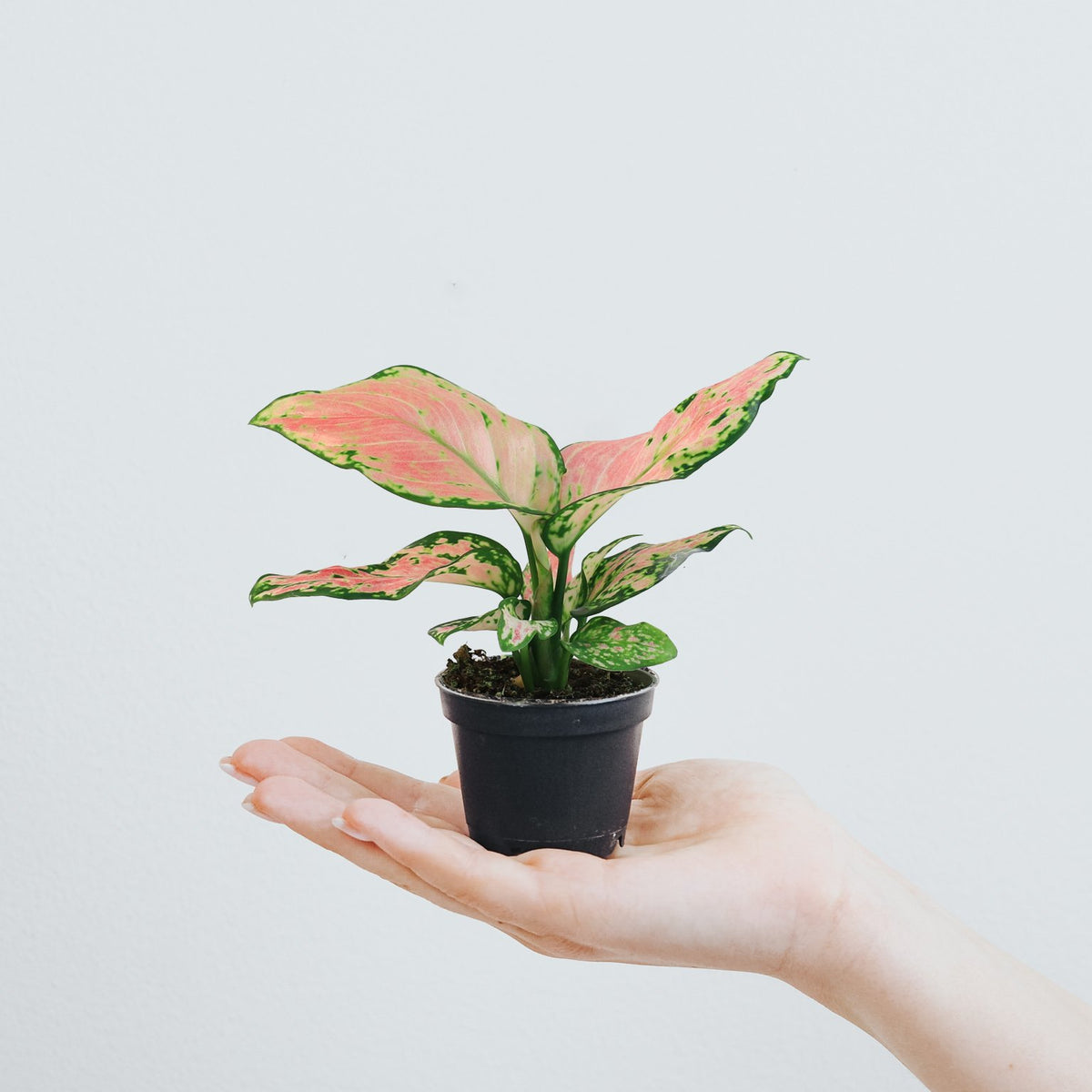 mini aglaonema Mini Aglaonema Pink | Köp Växter Online