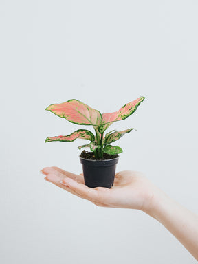 Mini Aglaonema Pink - Plantredo