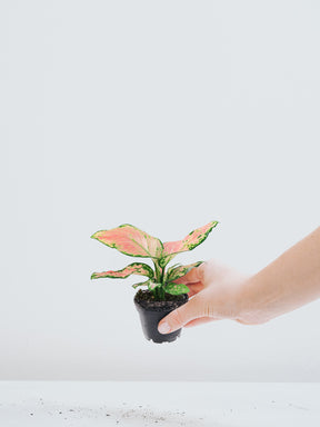 Mini Aglaonema Pink - Plantredo