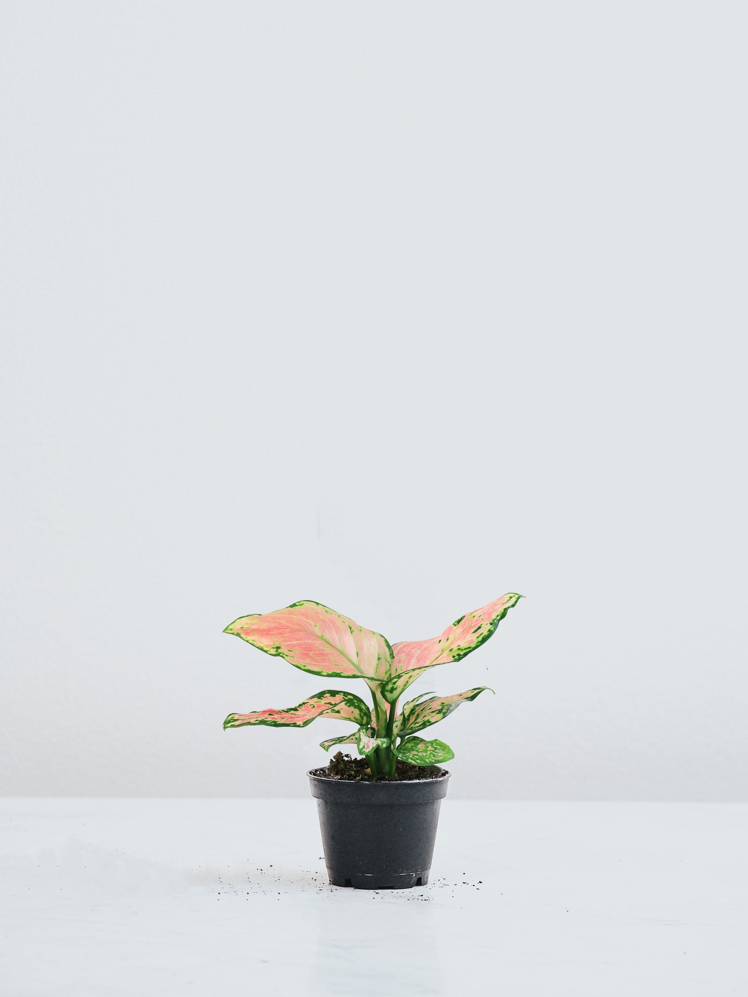 Mini Aglaonema Pink - Plantredo