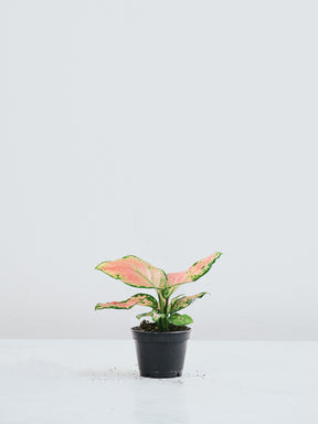 Mini Aglaonema Pink - Plantredo