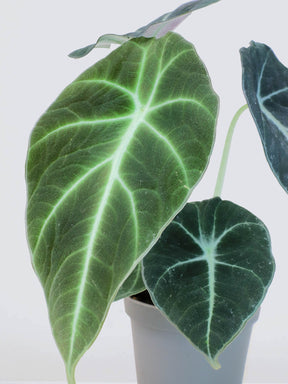 Mini Alocasia 'Black Velvet' - Plantredo