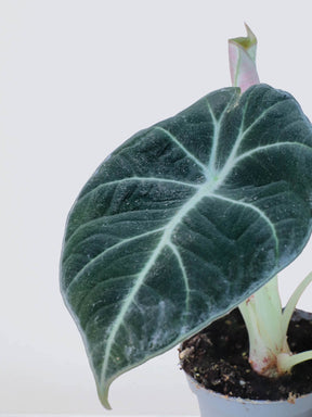 Mini Alocasia 'Black Velvet' - Plantredo