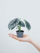 Mini Alocasia 'Silver Dragon' - Plantredo