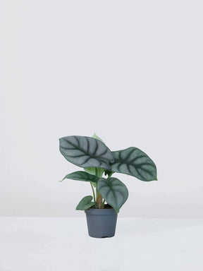 Mini Alocasia 'Silver Dragon' - Plantredo