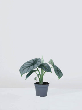 Mini Alocasia 'Silver Dragon' - Plantredo