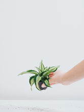 Mini Dracena 'Maleika' - Plantredo