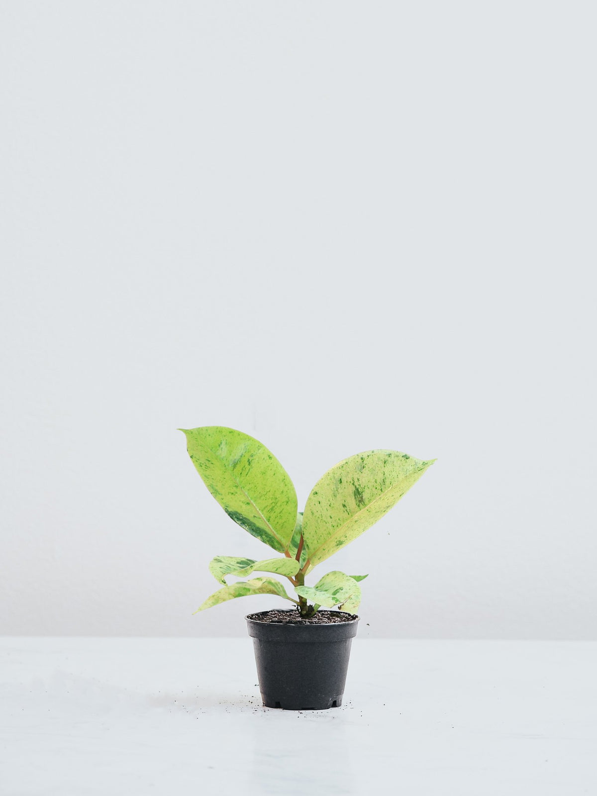 Mini Ficus Mini Ficus Elastica Schriviana | Köp Växter Online | Plantredo