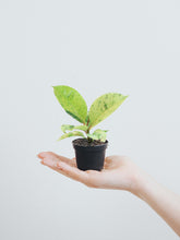 Mini Ficus Elastica Schriviana - Plantredo