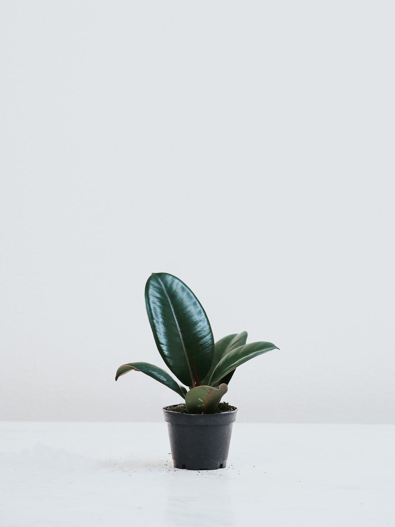 Mini Ficus Mini Ficus Elastica Robusta | Fönsterfikus | Köp Växter Online | Plantredo