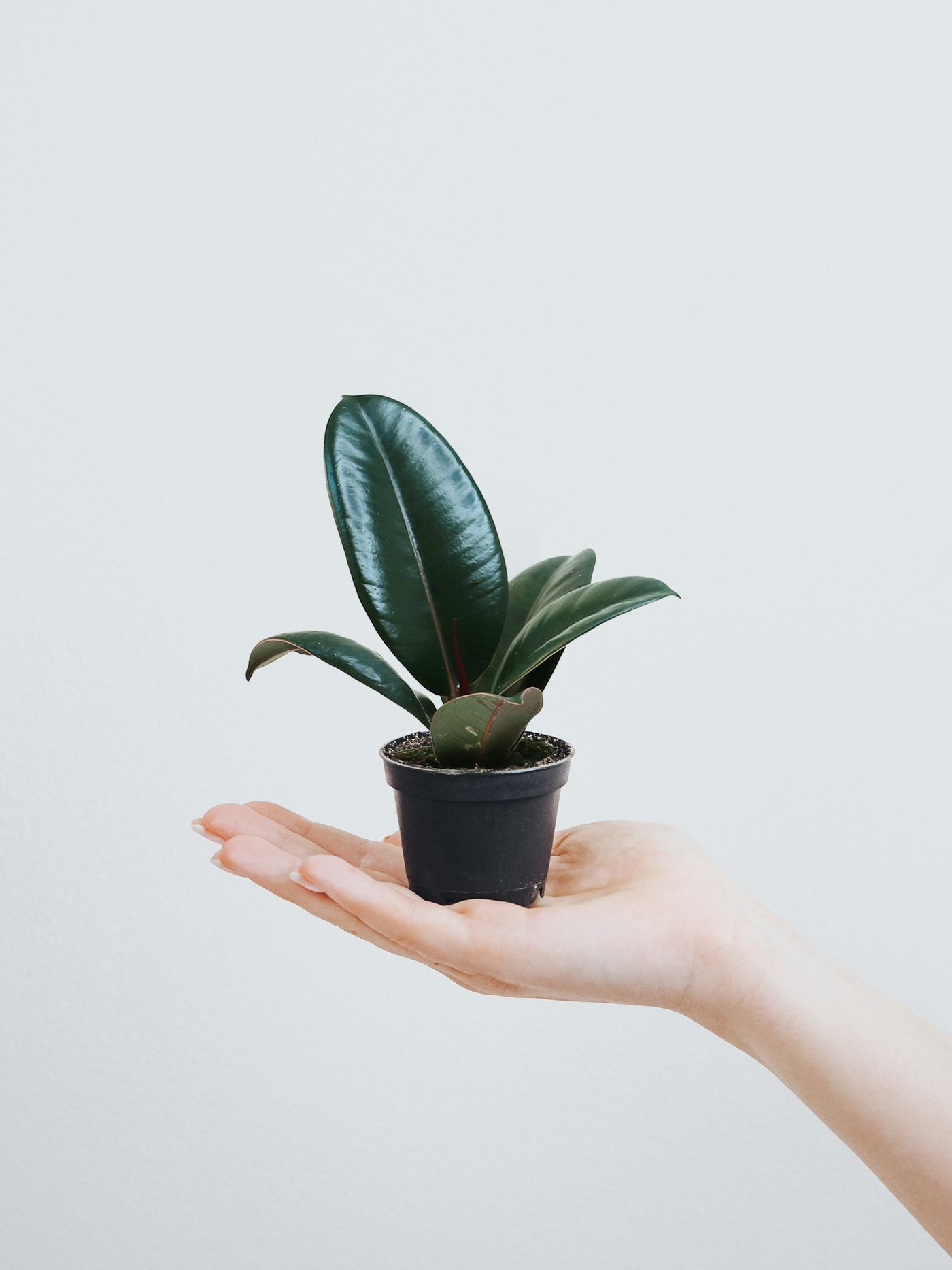 Mini Ficus Mini Ficus Elastica Robusta | Fönsterfikus | Köp Växter Online | Plantredo