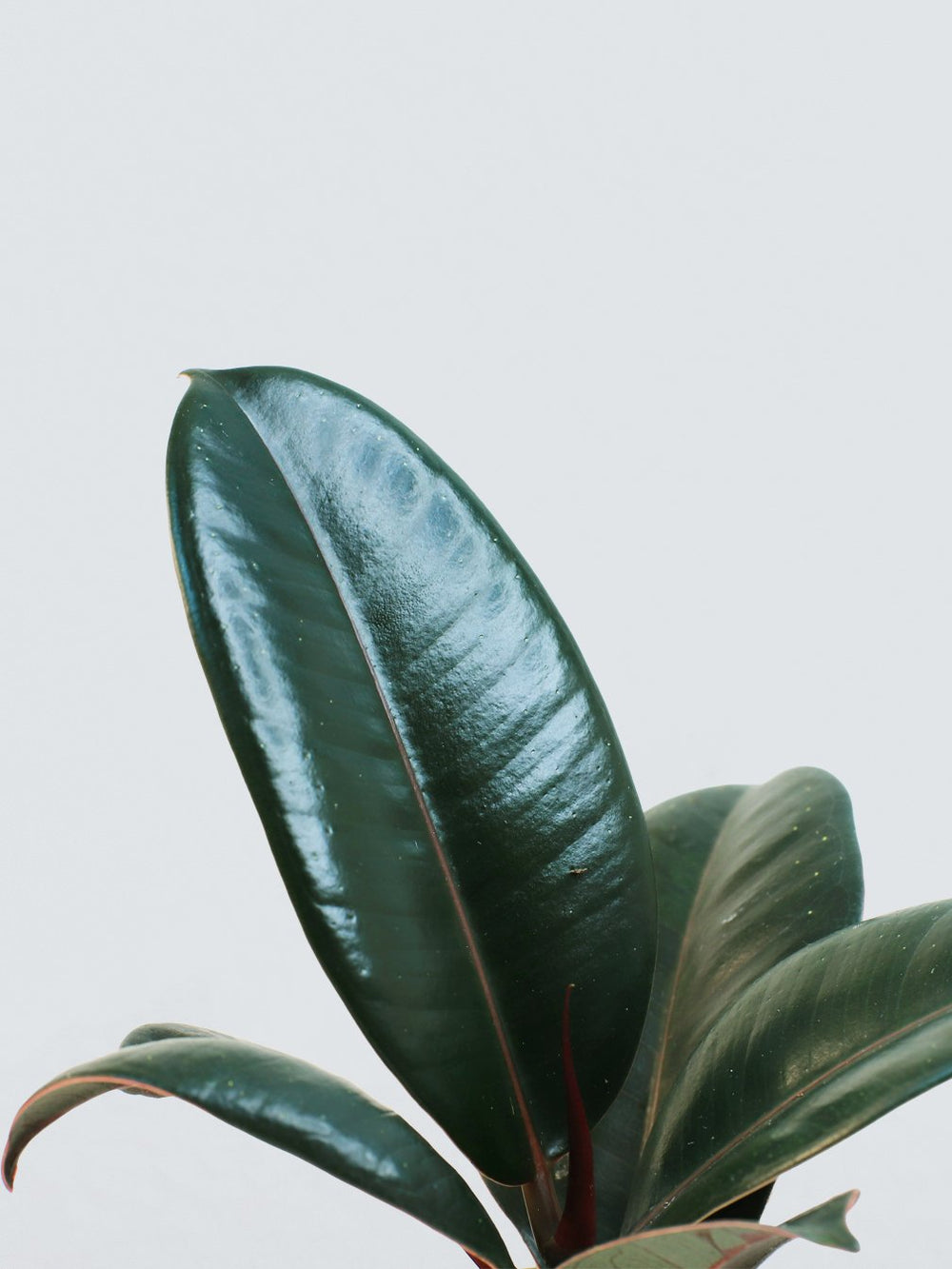 Mini Ficus Mini Ficus Elastica Robusta | Fönsterfikus | Köp Växter Online | Plantredo