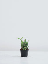 Mini Grön mix - Plantredo