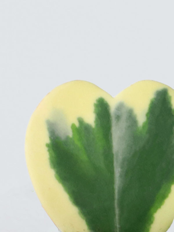 Mini hoya kerrii 'variegata' - Plantredo