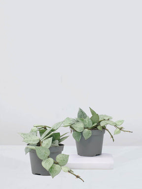 Mini Hoya ’Super Silver’ - Plantredo