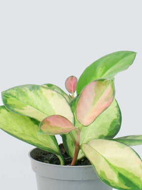 Mini Hoya Tricolor - Plantredo