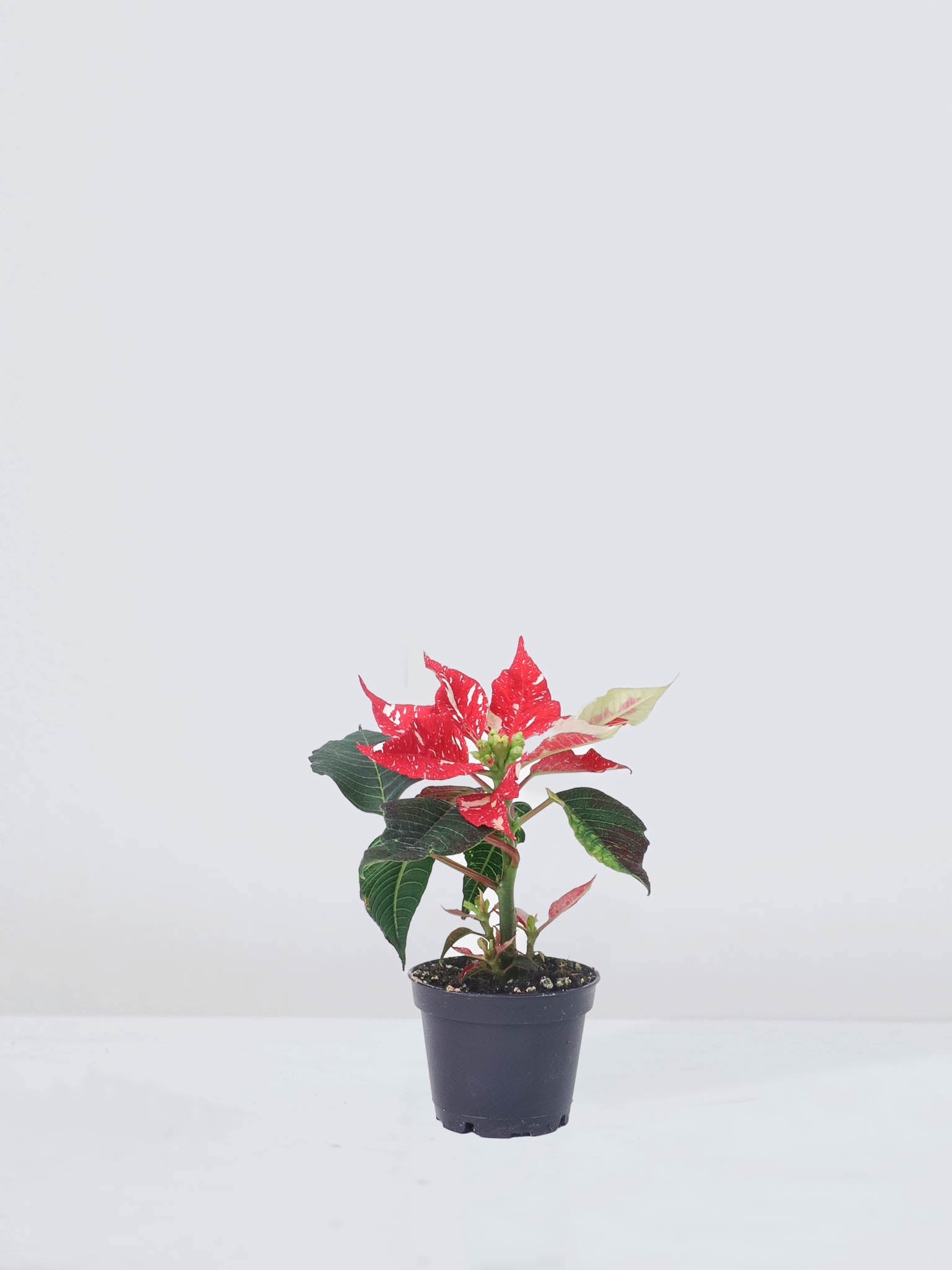 Mini Julstjärna 'Christmas' - Plantredo
