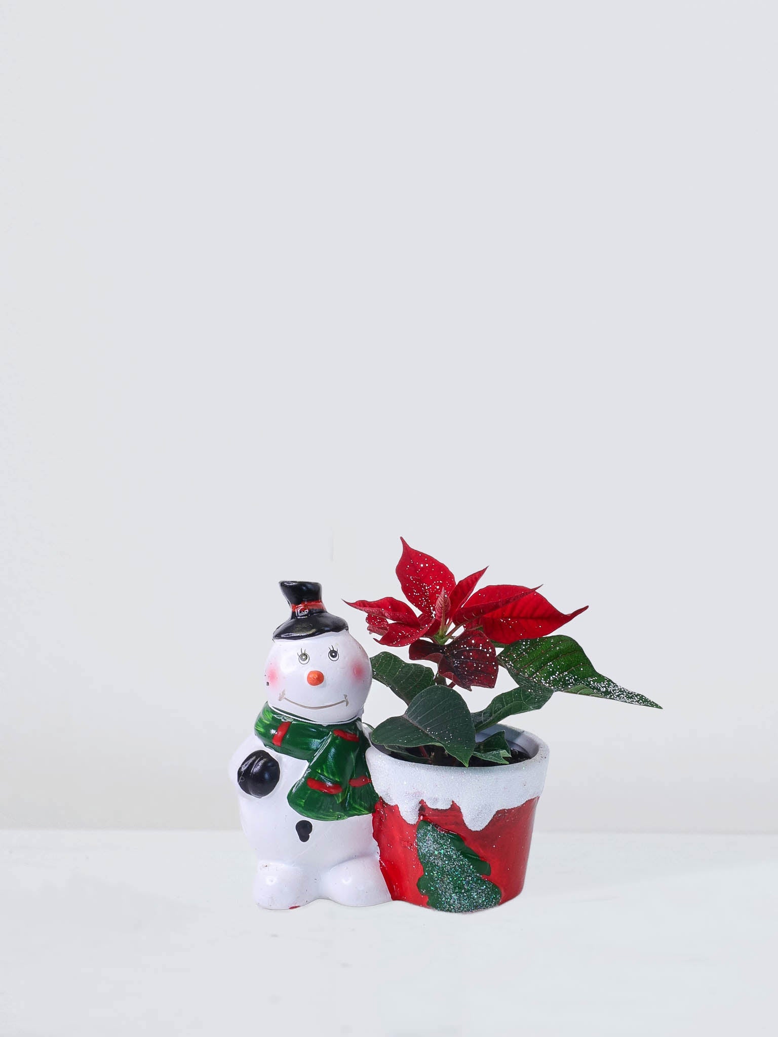 Mini Julstjärna i kruka - Plantredo