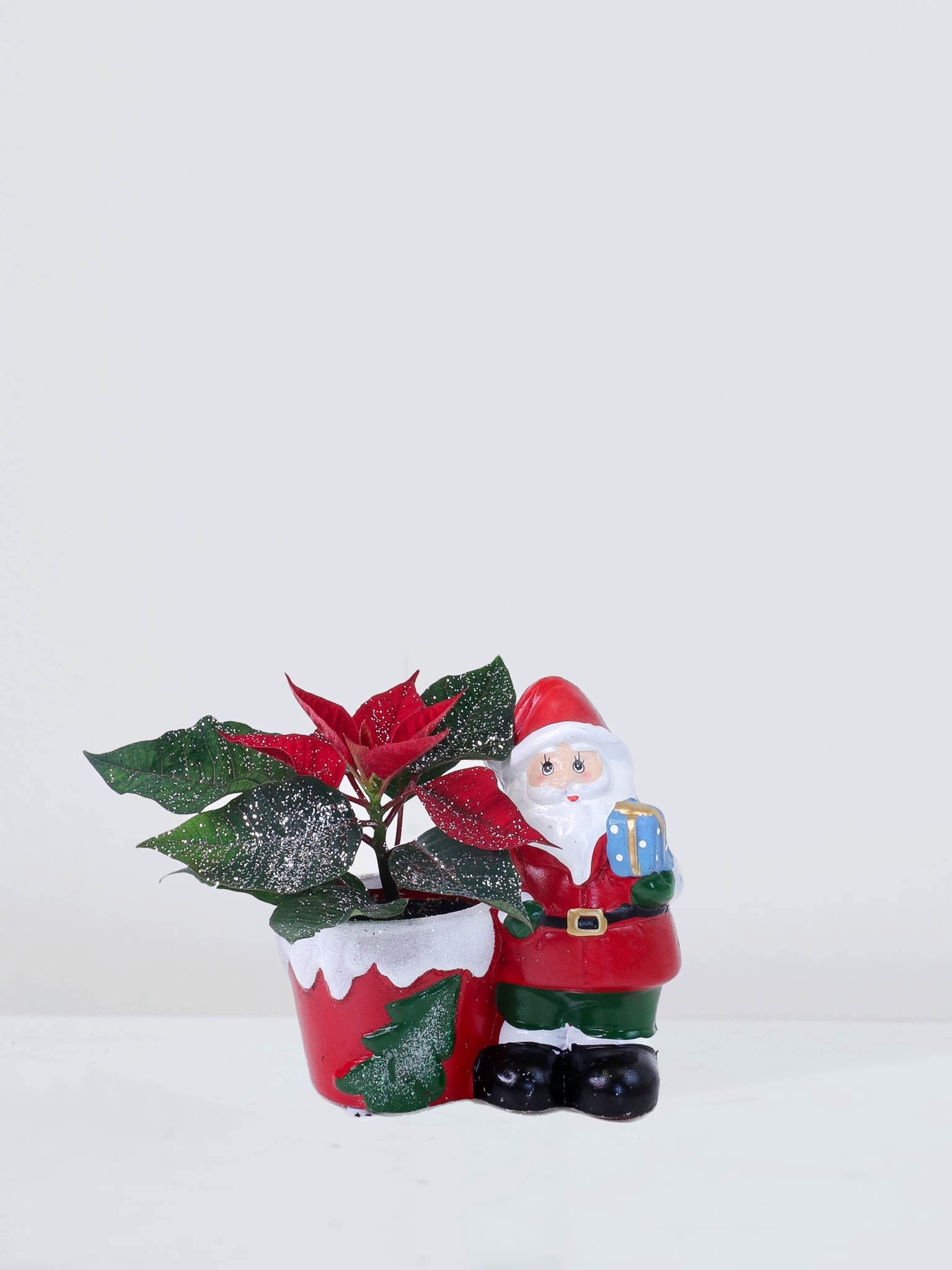 Mini Julstjärna i kruka - Plantredo