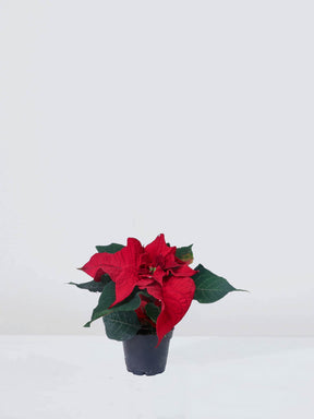 Mini Julstjärna Röd - Plantredo
