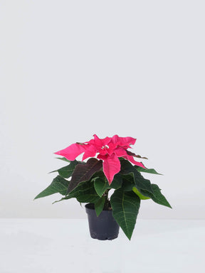 Mini Julstjärna Rosa - Plantredo