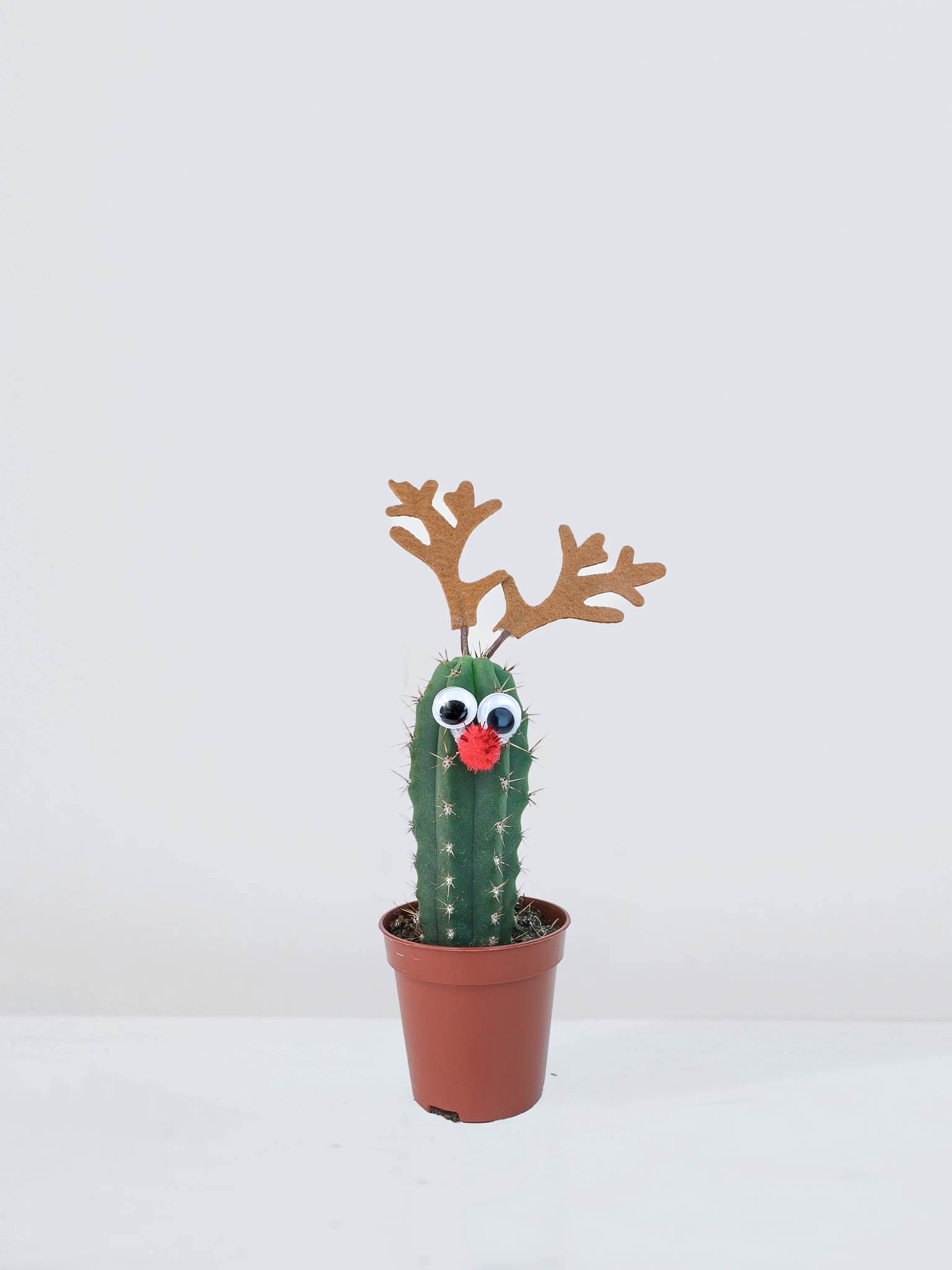 Mini kaktus ´Christmas´ - Plantredo