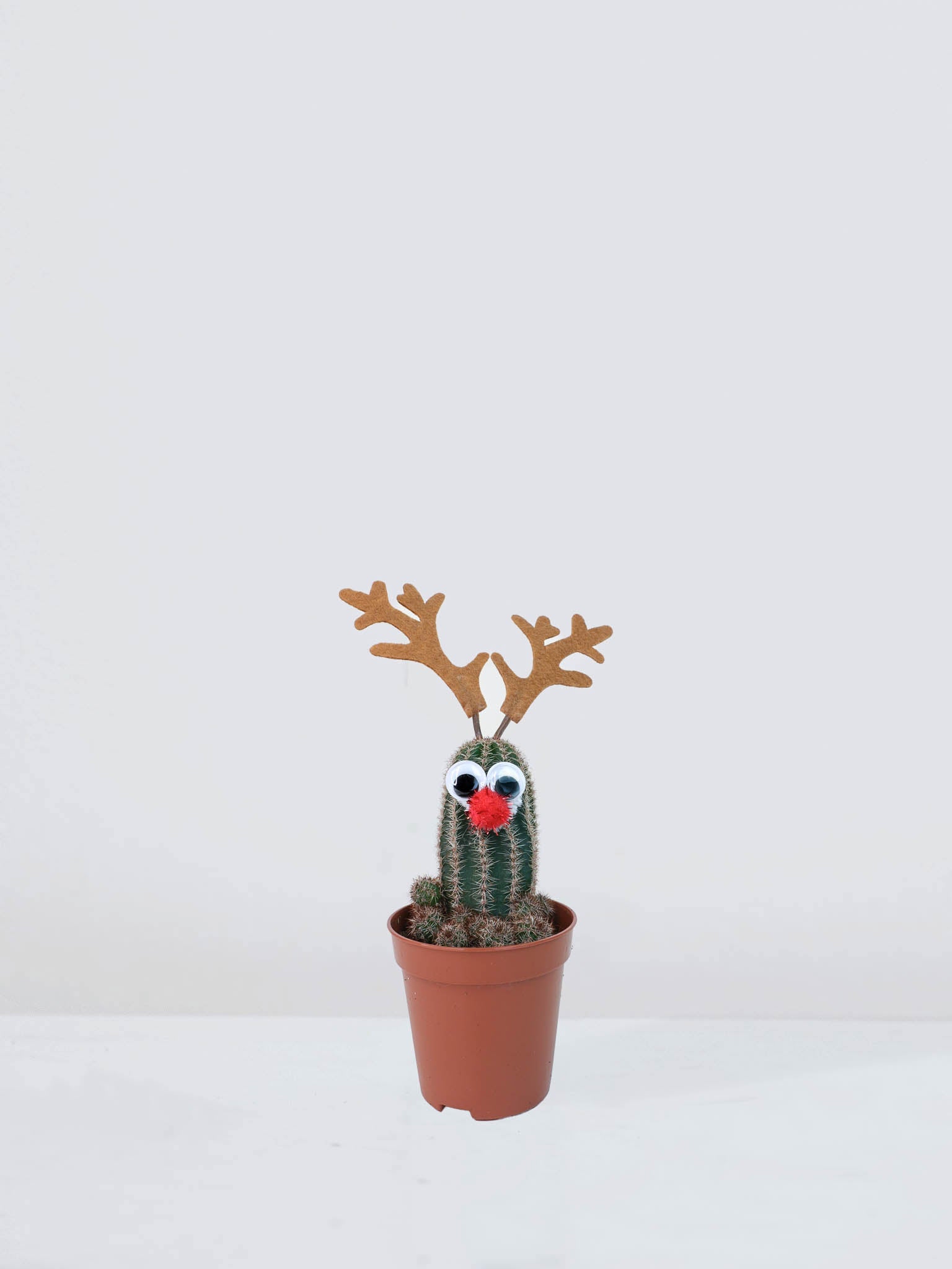Mini kaktus ´Christmas´ - Plantredo