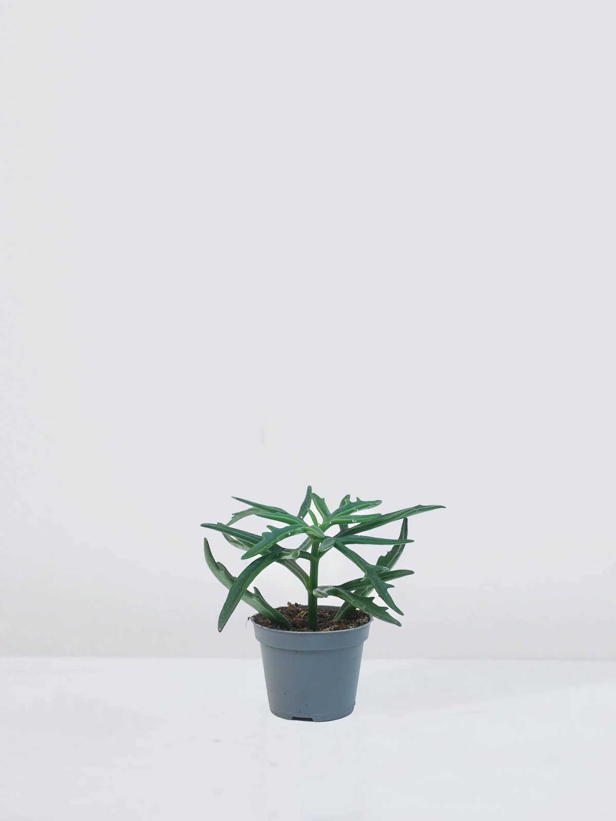 Mini Kalanchoe ceratophylla - Plantredo