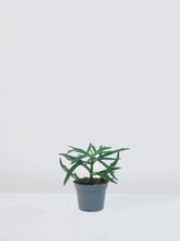 Mini Kalanchoe ceratophylla - Plantredo