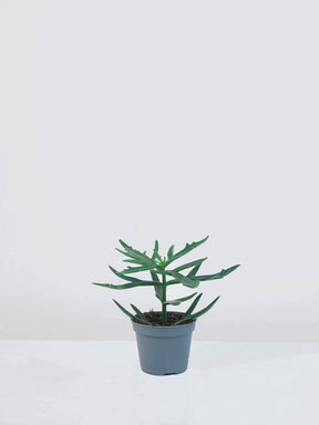 Mini Kalanchoe ceratophylla - Plantredo