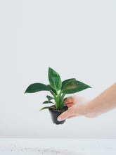 Mini Philodendron Birkin - Plantredo