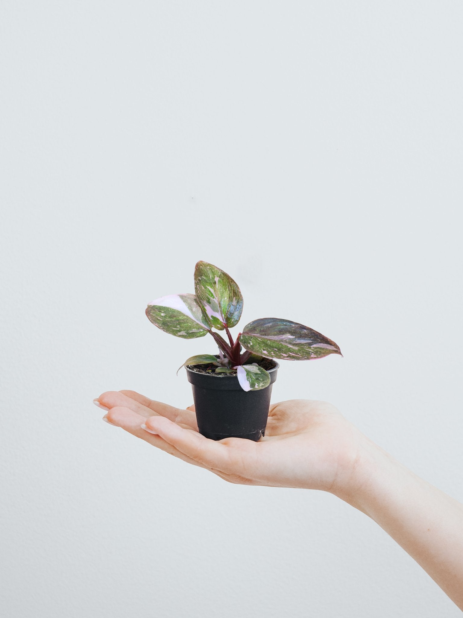 Mini Philodendron Pink Princess | Köp Växter Online | Plantredo