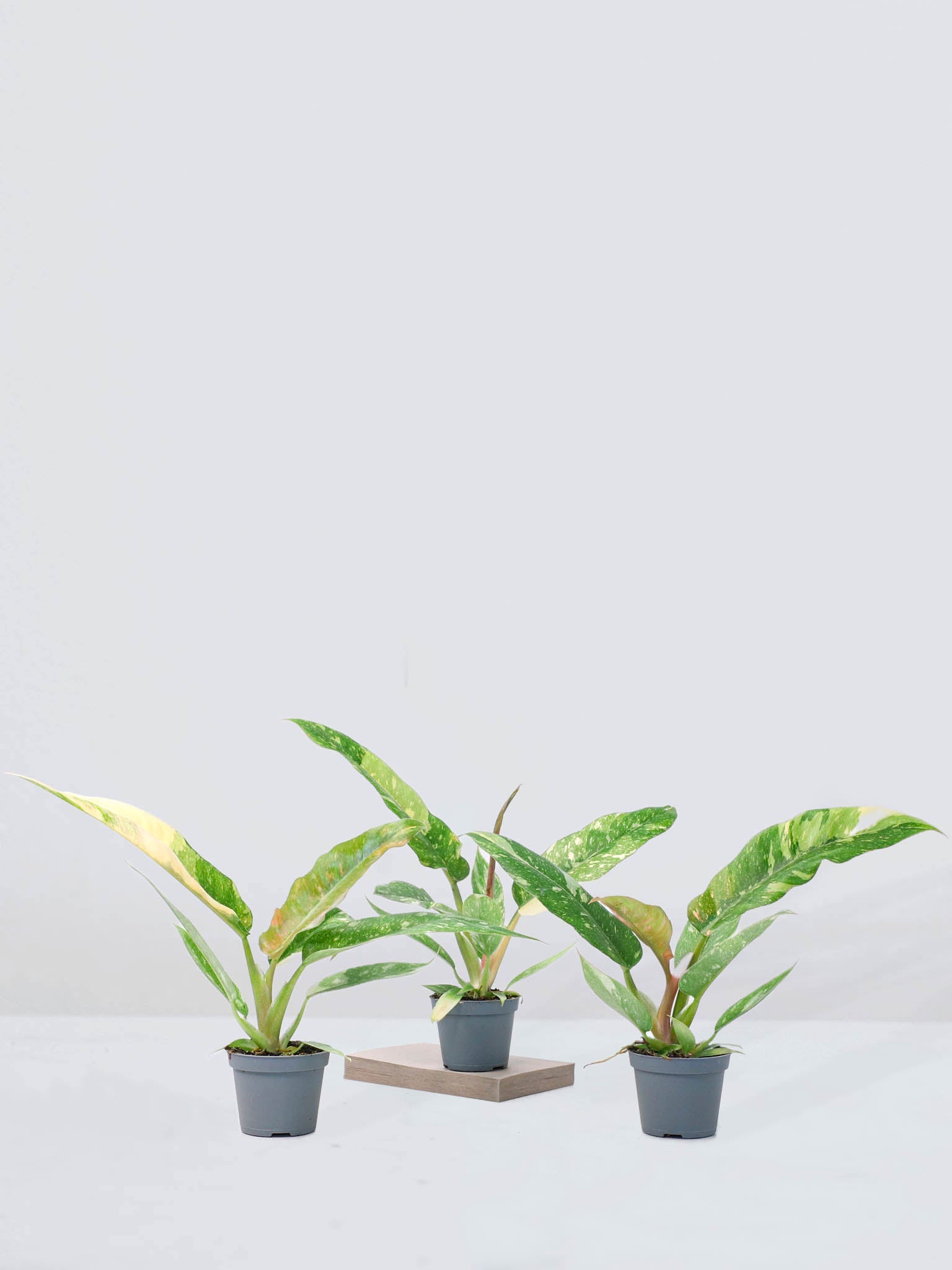 Mini Philodendron 'Ring of Fire' - Plantredo