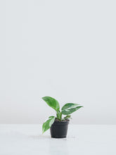 Mini Philodendron 'White Wizard' - Plantredo