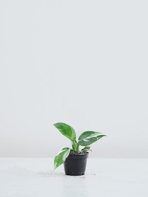 Mini Philodendron 'White Wizard' - Plantredo