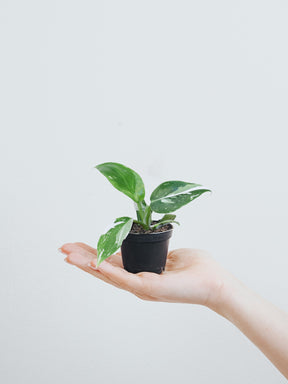 Mini Philodendron 'White Wizard' - Plantredo