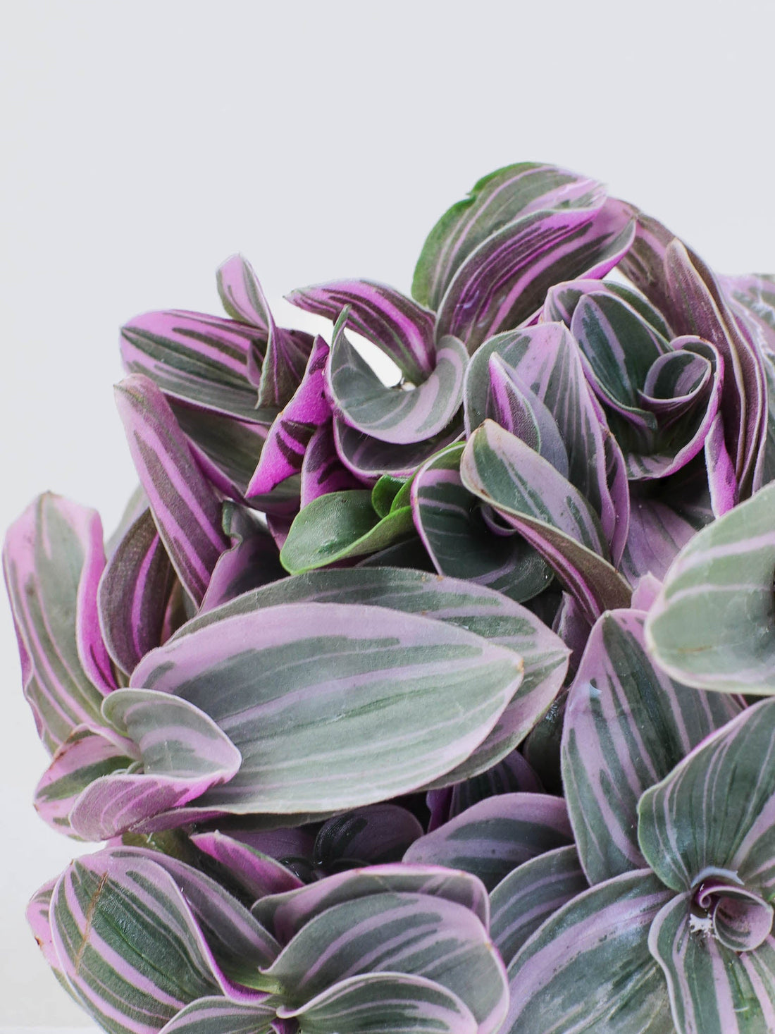 Planta Tradescantia Nanouk - Maceta 7cm, Hojas Rosas Y Verdes, Fácil Cuidado, Decoración De Interior