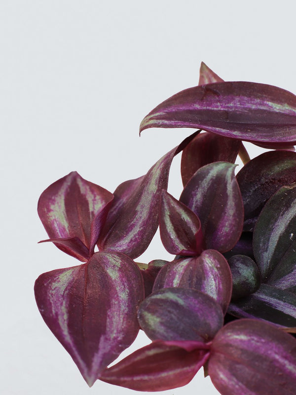 Mini Skvallerreva 'Purple joy' - Plantredo