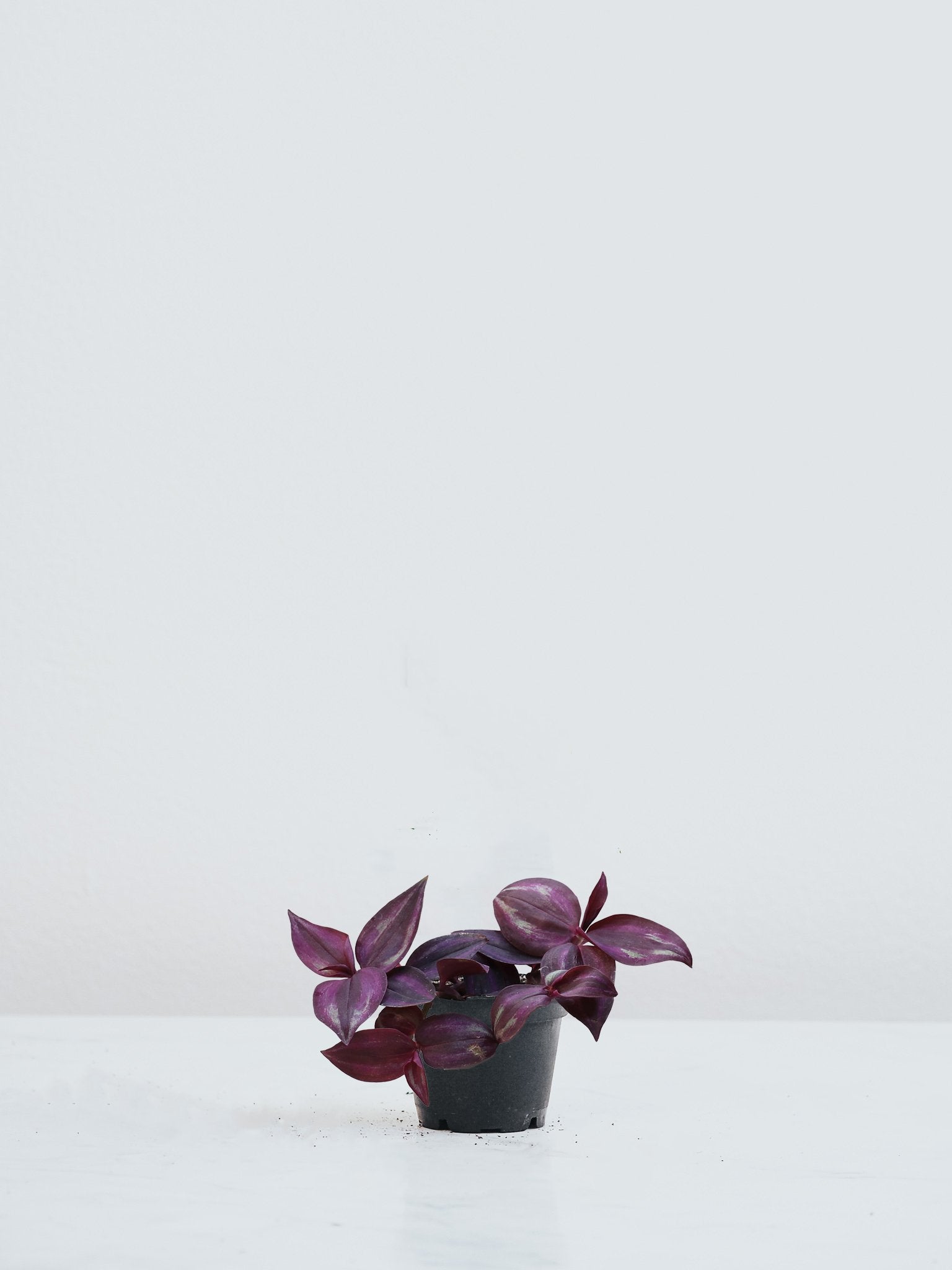 Mini Skvallerreva 'Purple joy' - Plantredo