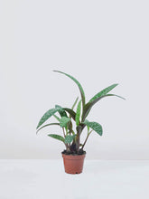 Mini syskonstjärna - Plantredo