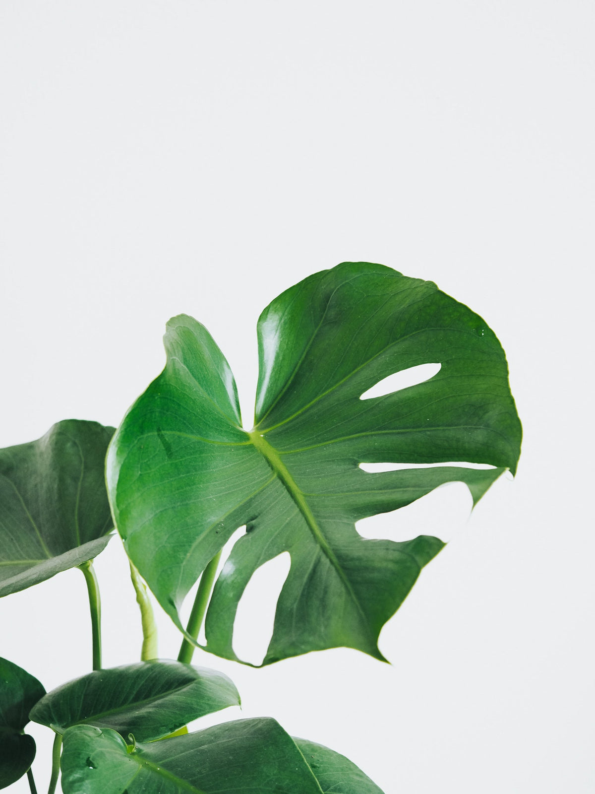 Monstera - Plantredo