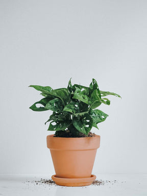 Monstera Adansonii - Plantredo
