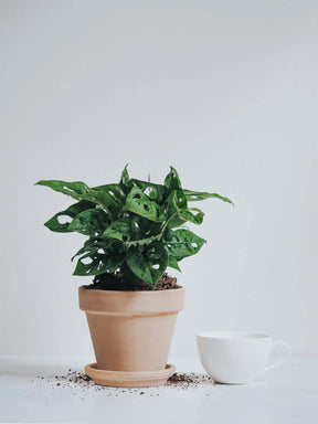 Monstera Adansonii - Plantredo