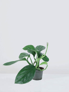 Monstera Pinnatipartita - Plantredo