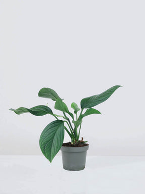 Monstera Pinnatipartita - Plantredo